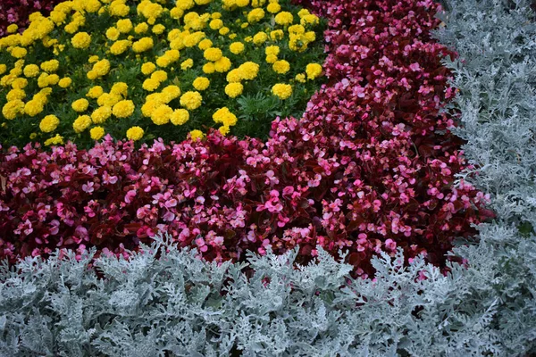 Kertek Bloom Tájtervezés Elemei Virágoskert Kertépítés Kerttervezés Tavaszi Virágzás Parkban — Stock Fotó