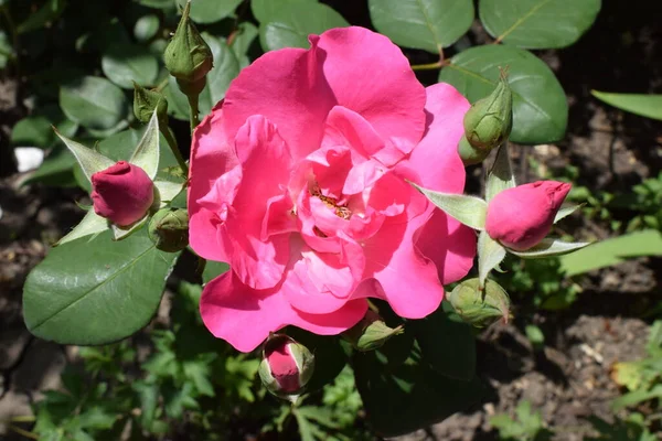 Rosa Roja Rama Jardín Detalle Rosas Rojas Jardín — Foto de Stock