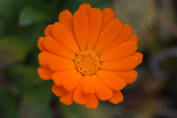 Blommande Ringblommor Orange Ringblomma Ett Grönt Gräs Trädgård Med Ringblomma — Stockfoto