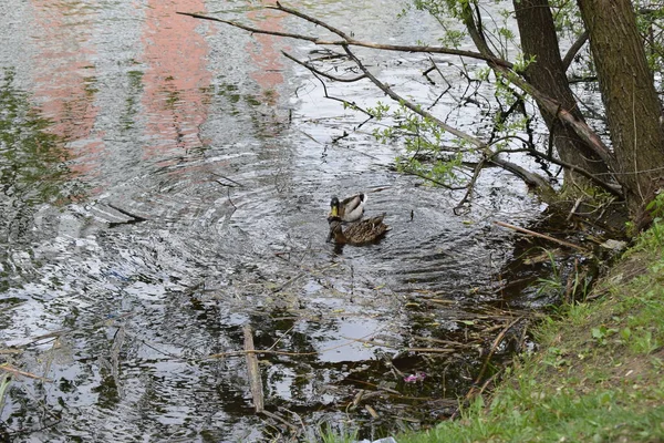 Zwei Enten Schwimmen Wasser Zwei Wasser Schwimmende Enten Geschützte Vogelarten — Stockfoto