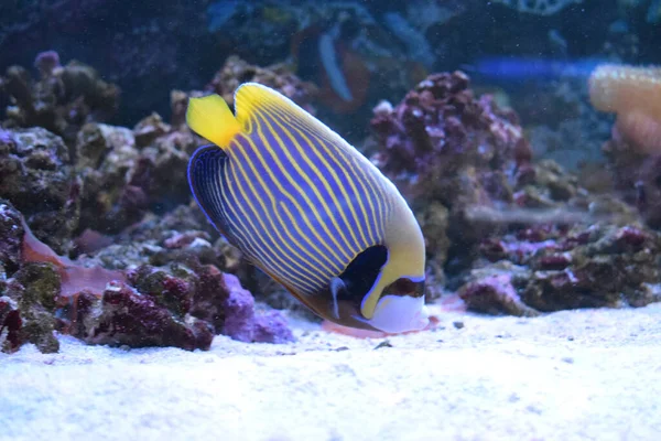 Ángel Los Peces Tropicales Pez Ángel Emperador Pomacanthus Imperator Tanque —  Fotos de Stock