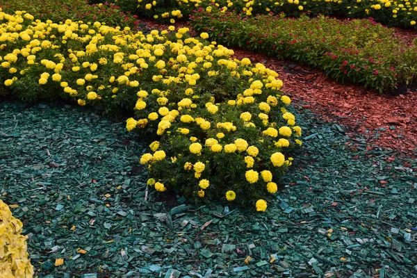 Kwiaty Marigold Pościel Begonia Kwietnik Żółtymi Marigoldami Bliska Begonia Kwietna — Zdjęcie stockowe