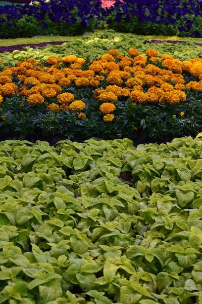 Hermosas Flores Caléndula Naranja Increíbles Flores Verano Arbusto Caléndula Flora — Foto de Stock