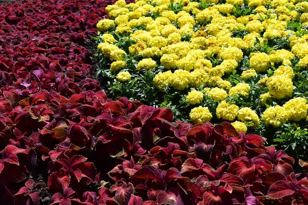 Kertek Bloom Tájtervezés Elemei Virágoskert Kertépítés Kerttervezés Tavaszi Virágzás Parkban — Stock Fotó
