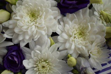 Beyaz kasımpatı ve gül yaprakları makro yumuşak odak noktası yakın. Rüya gibi bir ruh hali, sabah ışığı temalı bir düğün görüntüsü. Makro kadın tarzı büyüleyici botanik dekorasyon posteri.