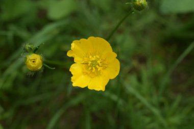 Ranunculus acris (çayırçiçeği, uzun düğün çiçeği, dev düğün çiçeği). Yeşil çimen arka planında, Ortak Düğünçiçeği sarı çiçekleri yakın plan. Seçici odak, bulanık arkaplan.