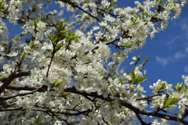 Mavi gökyüzünün altındaki ağaçta beyaz kiraz çiçeklerinin güzel dallarının seçici odak noktası, parktaki bahar mevsiminde güzel Sakura çiçekleri, çiçek desenleri, doğa çiçekli arka plan.
