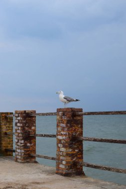 Bir martı eski bir deniz iskelesinde oturur. Avrupa ringa martısı, sahil iskele korkuluğunda martı. Martı kuşuna yakın çekim.
