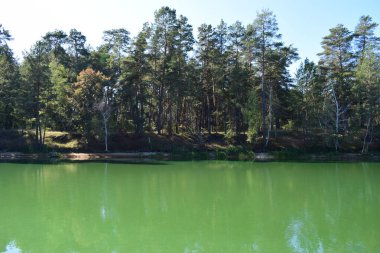 Ormanda güzel bir göl, yeşil suyu olan orman gölü. Temiz kırsal bölgedeki gölet manzarası