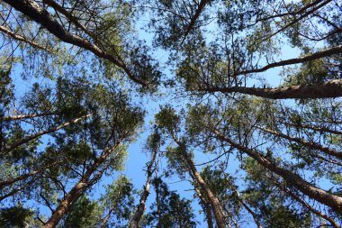 Güzel Çam Yapraklı Orman Ağaçları Ormanı Tepesi 'ne bakıyorum. Alt Görünüm Geniş Açı Arkaplan Greenwood Ormanı. Ağaç tepelerine bak. Alt görünüm arkaplanı.