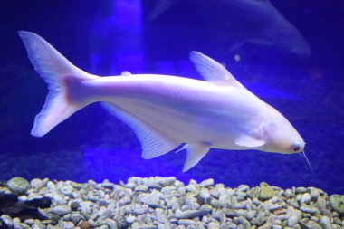 Akvaryumdaki Pangasius hipophthalmus albino