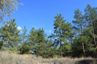 Kum tepelerinde büyüyen ladin ormanları. Gizemli orman manzarası. Sıcak bir günde kum tepesinde boş bir çam ormanı manzarası. Güneşli bir günde ormanda çam ağaçları.