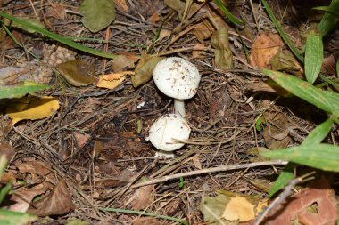 Ormanda büyüyen mantarlar. Seçici odaklanma. Çimlerde beyaz mantar
