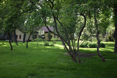 Huzurlu Bahçe. Taze biçilmiş çimleri olan güzel bir bahçe. Güzel bir ev bahçesi ve çimenlik manzara manzarası manzaralı bahçe manzarası. Yazın Güzel Bahçe Manzarası