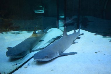 Resif köpekbalığı (Triaenodon obesus), karharinaceous familyasından gri köpekbalığı familyasından tek resif köpekbalığı türüdür. Hint ve Pasifik okyanuslarında yaşarlar..