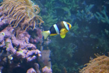 Amphiprion sebae. Palyaço balığı ya da anemonfish, Pomacentridae familyasından bir balık türü. Sebae Palyaço Balığı resif tankında yüzüyor..