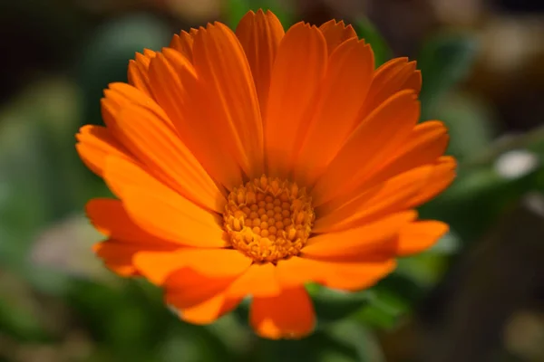 Pomarańczowe Kwiaty Calendula Kwitnące Kwiaty Nagietka Świeże Organiczne Calendula Marigold — Zdjęcie stockowe