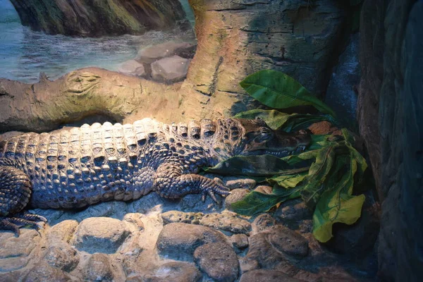 Caiman Espetacular Crocodilo Caiman Deitado Margem Rio Grande Réptil Pântano — Fotografia de Stock