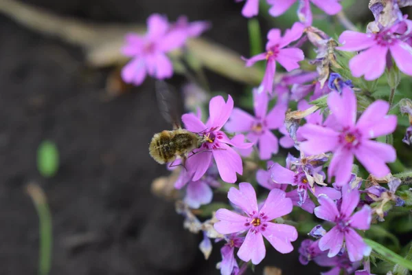 Large bee-fly (Bombylius major), drinking nectar from Flower Carnation gratianopolitanus Firewitch with lilac petals. Dianthus chinensis flower pink backgrounds bloom at spring in garden