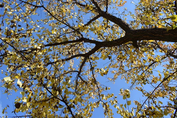 Αυτόματη Εικόνα Από Κίτρινα Χρωματιστά Φύλλα Κλαδιά Μπλε Ουρανό Στο — Φωτογραφία Αρχείου