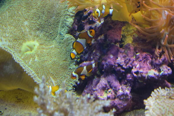 Aquarium fish Black and white fish clown (Amphiprion ocellaris). Clownfish or anemonefish are fishes from the subfamily Amphiprioninae in the family Pomacentridae