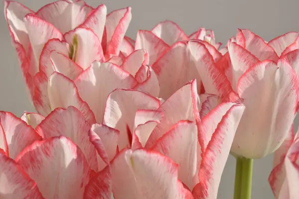 Tulipes Blanches Avec Des Bandes Rouges Sur Les Pétales Sur — Photo