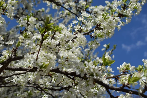 Mavi gökyüzünün altındaki ağaçta beyaz kiraz çiçeklerinin güzel dallarının seçici odak noktası, parktaki bahar mevsiminde güzel Sakura çiçekleri, çiçek desenleri, doğa çiçekli arka plan.