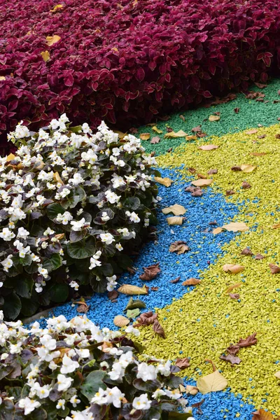 Virágok Marigold Ágynemű Begónia Virágágyás Sárga Selyemmajmokkal Begóniával Virágágyás Dekoráció — Stock Fotó