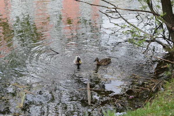 Der Nähe Schwimmen Einem Frühlingstag Zwei Wildenten Fluss Wildtiere Stockenten — Stockfoto