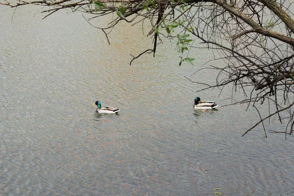 Zwei Enten Teich Zwei Stockenten Schwimmen Einem Teich Schöne Wasservögel — Stockfoto