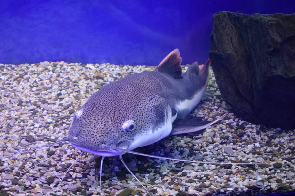 Redtail Catfish Phractocephalus Hemioliopterus Wild Life Animal — Stock Photo, Image