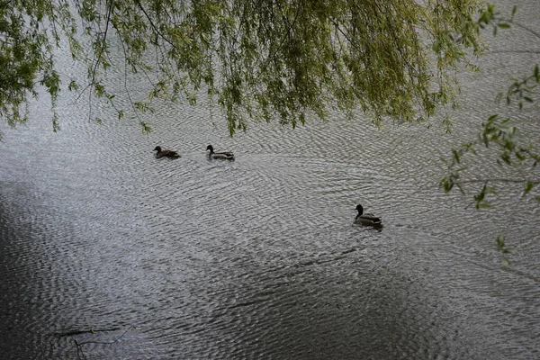 Stockenten Gruppe Schwimmt See Mit Zwei Männchen Und Einer Weiblichen — Stockfoto