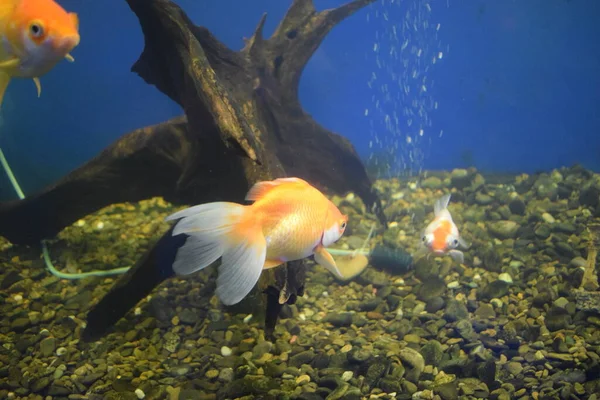 Goldfish Chinese Sign Brings Prosperity Good Luck Goldfish Fine Beautiful — Stock Photo, Image