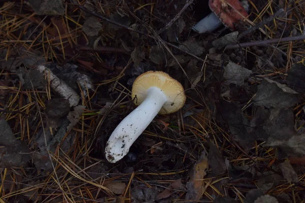 Vild Spiselig Gul Svamp Skoven Close Russula Ochroleuca Almindeligvis Kendt - Stock-foto