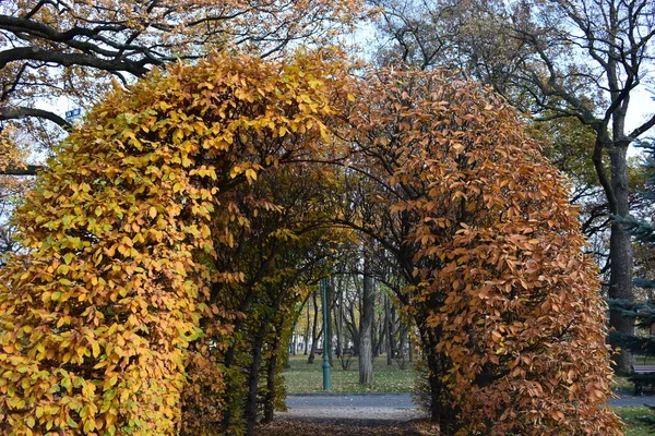 Allee Mit Gelb Roter Pergola Herbst Rote Blätter Hintergrund Nahaufnahme — Stockfoto
