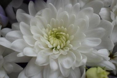 Beyaz kasımpatı ve gül yaprakları makro yumuşak odak noktası yakın. Rüya gibi bir ruh hali, sabah ışığı temalı bir düğün görüntüsü. Makro kadın tarzı büyüleyici botanik dekorasyon posteri.