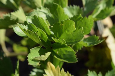 Bahçede taze yeşil maydanoz yetişiyor. Bahçede yetiştim. Yaz boyunca yeşil maydanoz ya da bahçe maydanozu (Petroselinum crispum) yapraklarının yakın plan çekimi