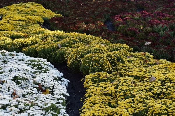 Decorative flower bed with multicolor chrysanthemums. The bright bushes of decorative chrysanthemums decorate flowerbeds in an autumn park.