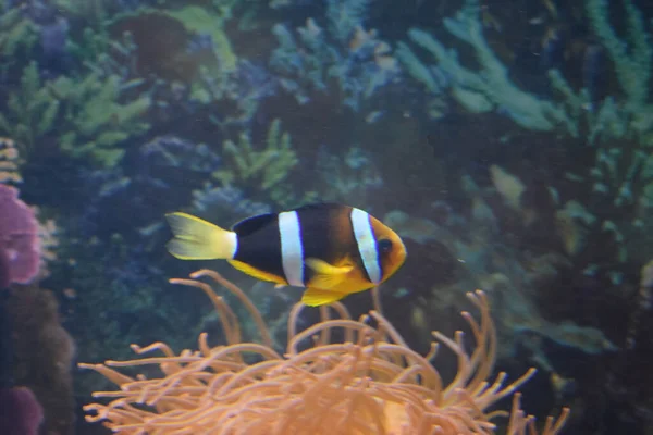 Amfiprionsebae Clownfish Een Straalvinnige Vissensoort Uit Familie Van Eigenlijke Karpers — Stockfoto