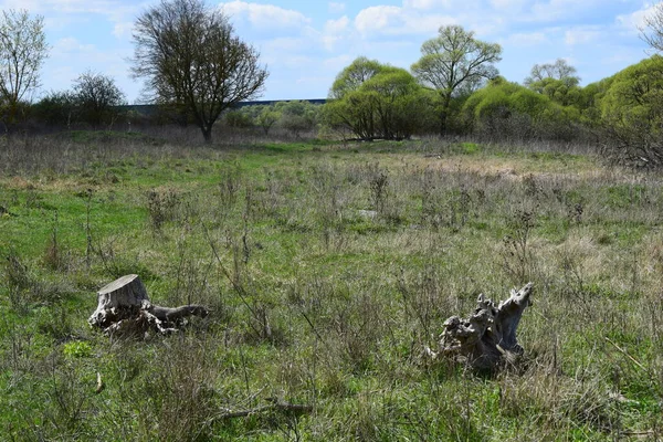 Kırsal bölgedeki vahşi çayır. Kırsal yetiştirme. Bahar mevsimi, ağaçlar ve yabani bitkiler. Sakin sakin köy çayırı manzarası. Yerel seyahat kavramı.