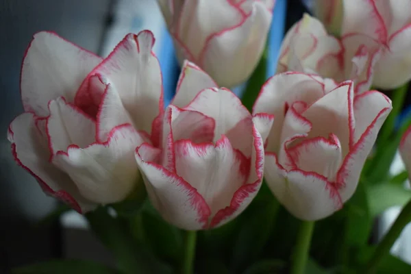 Bílý Tulipán Červenými Pruhy Okvětních Lístcích Tmavém Rozmazaném Pozadí Dva — Stock fotografie