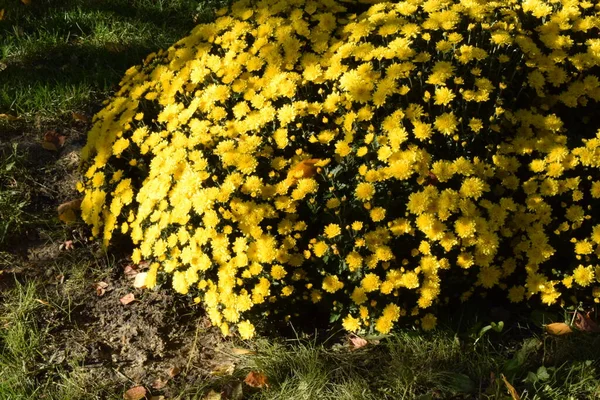 Fiori Crisantemo Giallo Aiuola Gialla Bellissimi Crisantemi Durante Giornata Autunnale — Foto Stock