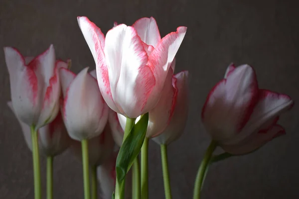 Bílý Tulipán Červenými Pruhy Okvětních Lístcích Tmavém Rozmazaném Pozadí Dva — Stock fotografie