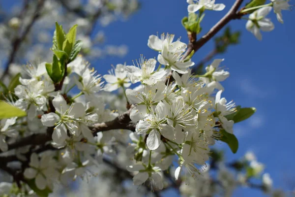 Selective Focus Beautiful Branches White Cherry Blossoms Tree Blue Sky — Stock Photo, Image