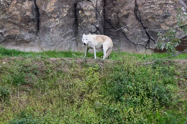 Wild Predatory Dangerous Wolf White Wolf Zoo — Fotografia de Stock