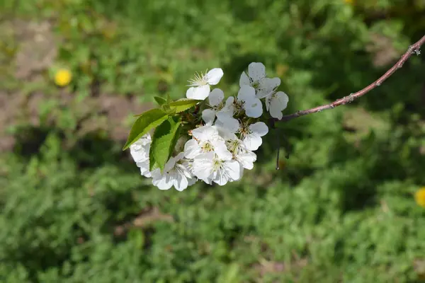 樱花盛开 草质背景上樱桃树洁白细腻的颜色 — 图库照片