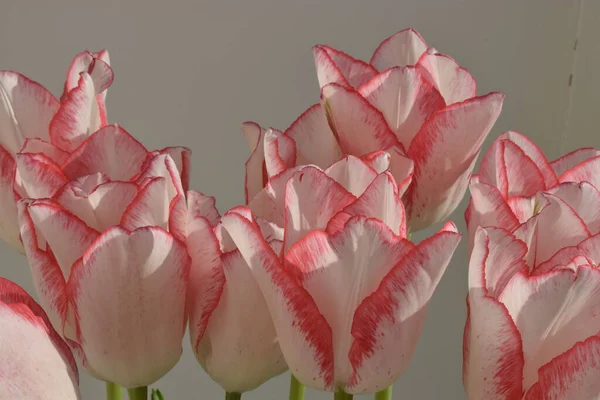 Gri Arka Planda Kırmızı Şeritli Beyaz Laleler Renkli Lale Çiçeği — Stok fotoğraf