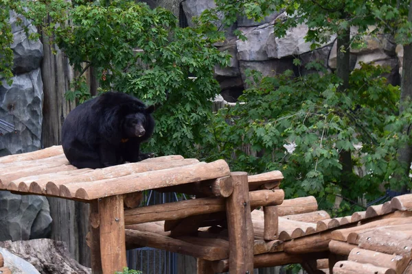 Siyah ayı, hayvanat bahçesindeki ahşap platformda rahat ve tembel. Asyalı siyah ayı (Ursus thibetanus) ayrıca ay ayısı ve beyaz göğüslü ayı olarak da bilinir.