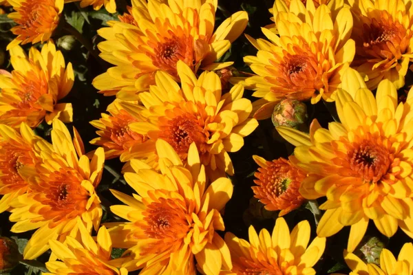 Sarı ve turuncu kasımpatı çiçekleri. Sonbaharda parkta sarı ve turuncu kasımpatılar