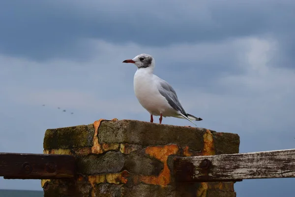 Bir Martı Eski Bir Deniz Iskelesinde Oturur Avrupa Ringa Martısı — Stok fotoğraf